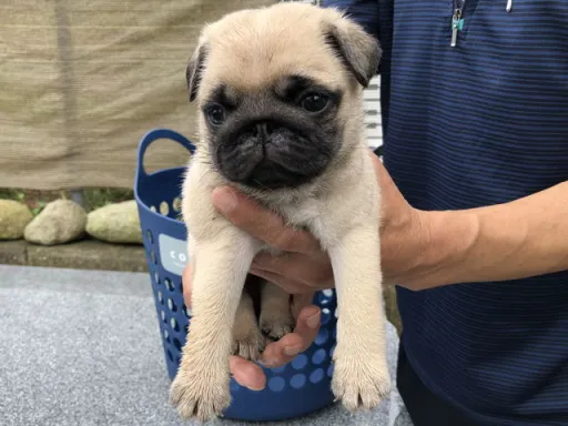 パグの子犬販売