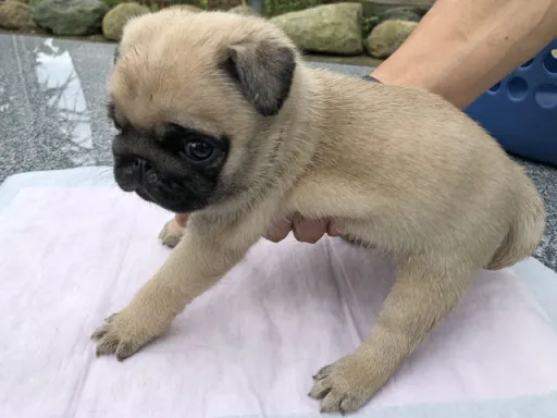 パグの子犬販売