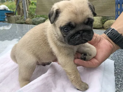 パグの子犬販売
