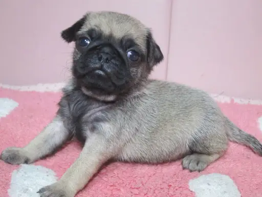 パグの子犬販売