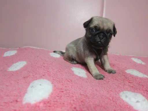 パグの子犬販売