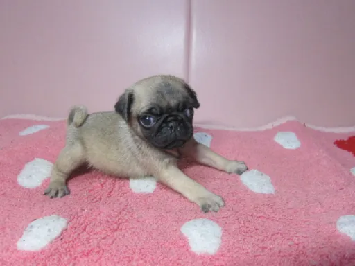パグの子犬販売