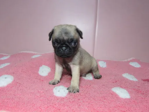 パグの子犬販売