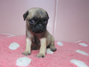 パグのサムネイル画像4