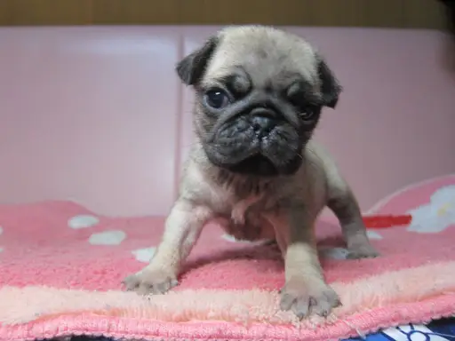 パグの子犬販売