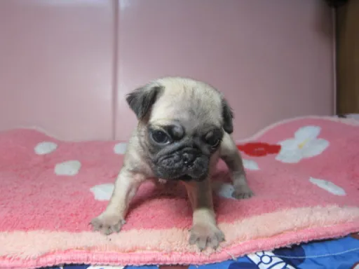 パグの子犬販売