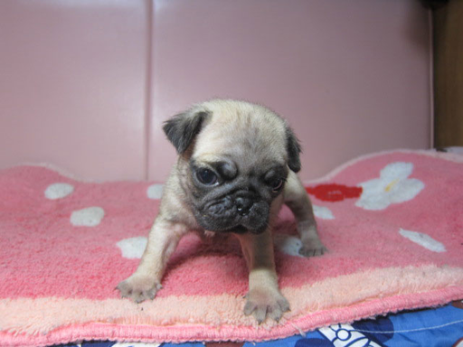 パグの拡大画像