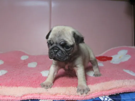 パグの子犬販売