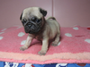 パグのサムネイル画像4