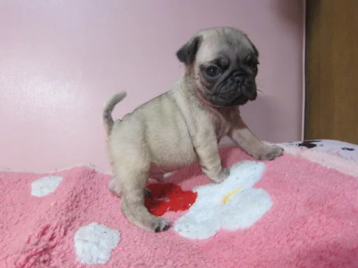 パグの子犬販売