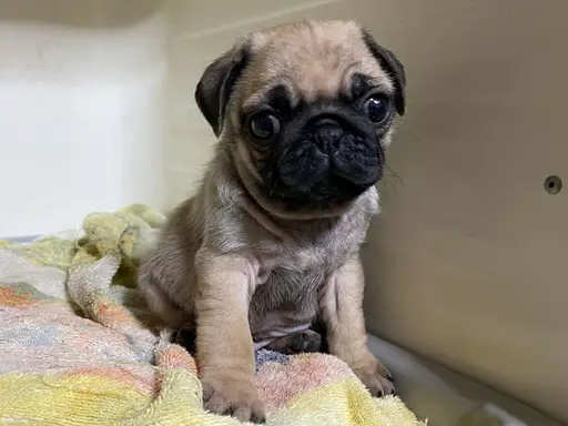 パグの子犬販売