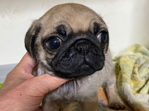 パグの拡大画像