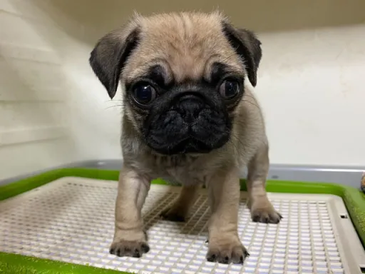 パグの子犬販売