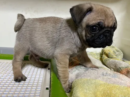 パグの子犬販売