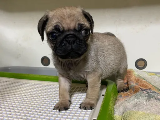 パグの子犬販売