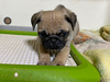 パグのサムネイル画像6