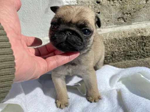 パグの子犬販売