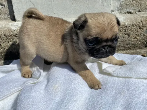 パグの子犬販売