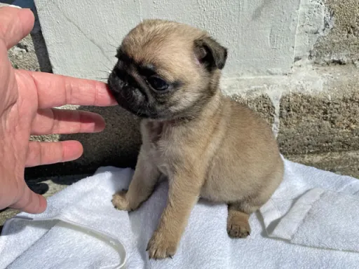 パグの子犬販売