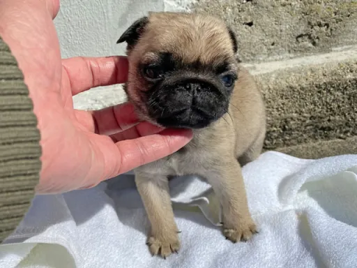 パグの子犬販売