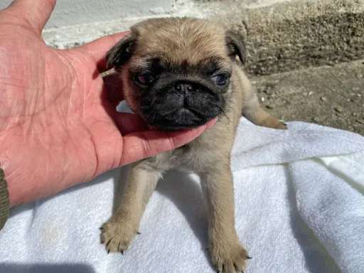 パグの子犬販売