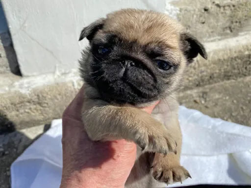 パグの子犬販売