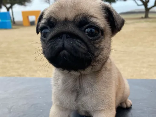 パグの子犬販売