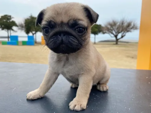 パグの子犬販売
