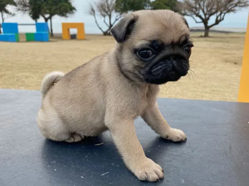 パグの子犬販売