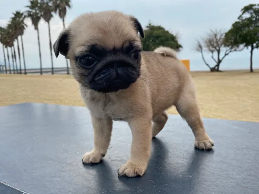 パグの子犬販売