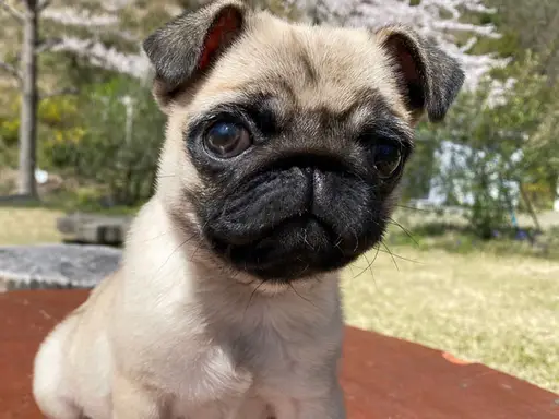 パグの子犬販売