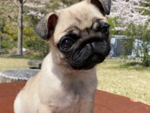 パグのサムネイル画像2