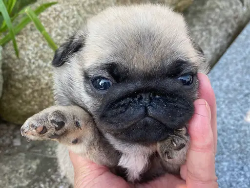 パグの子犬販売