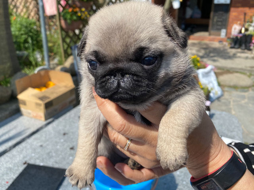 パグの拡大画像