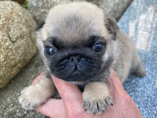 パグの子犬販売