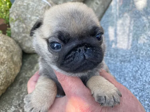 パグの子犬販売