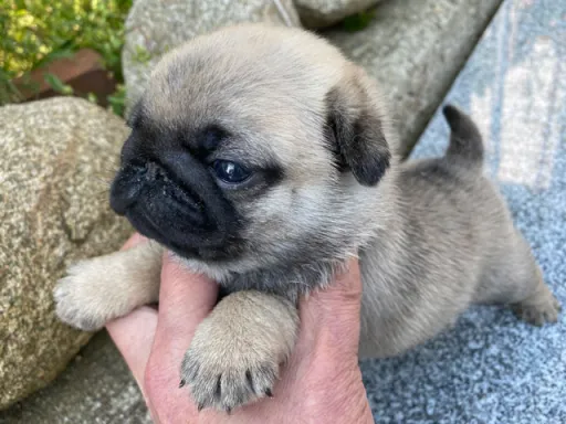 パグの子犬販売