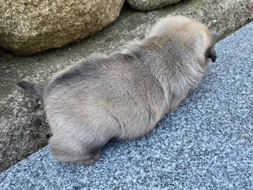 パグの子犬販売