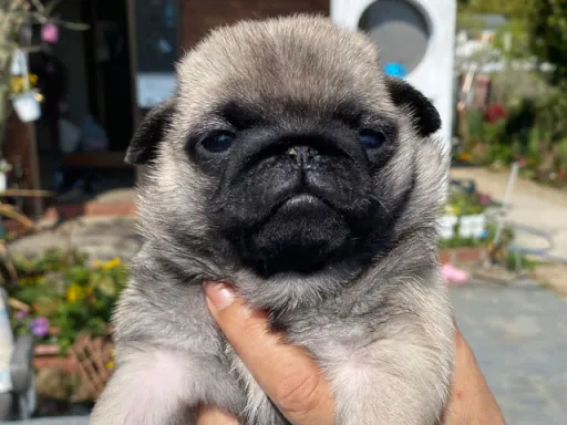 パグの子犬販売