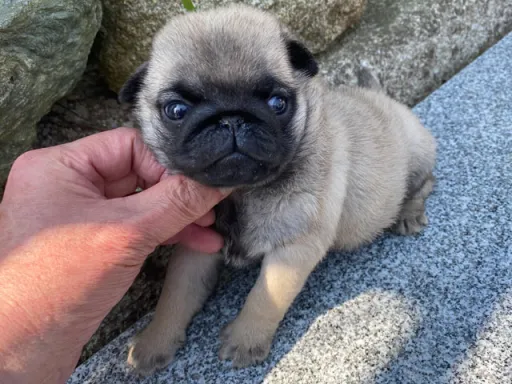 パグの子犬販売