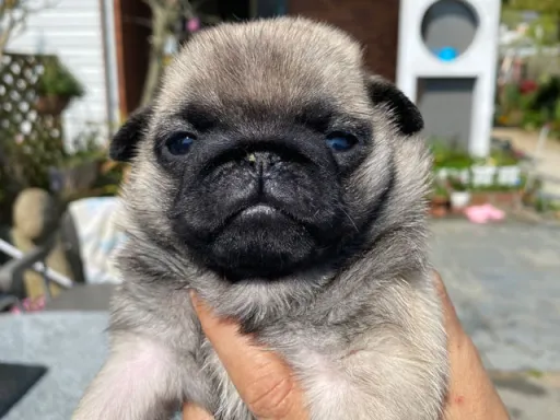 パグの子犬販売