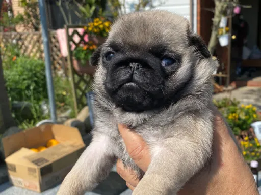 パグの子犬販売