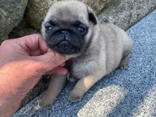 パグの子犬販売