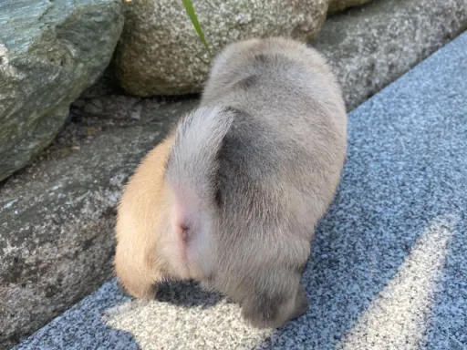 パグの子犬販売