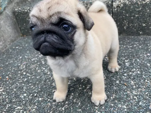 パグの子犬販売