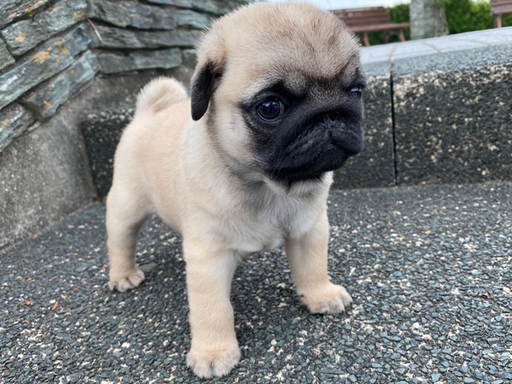 パグの拡大画像