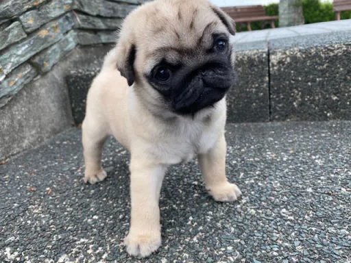 パグの子犬販売