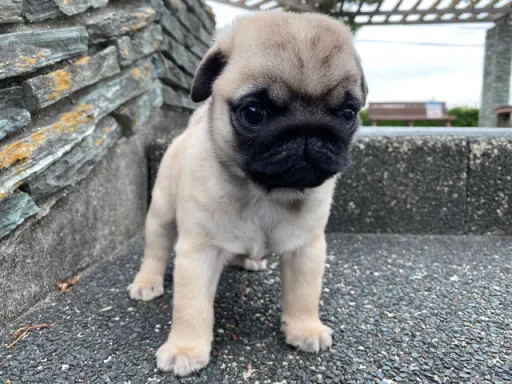 パグの子犬販売