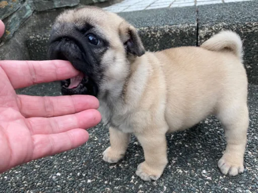 パグのサムネイル画像6