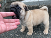 パグのサムネイル画像6